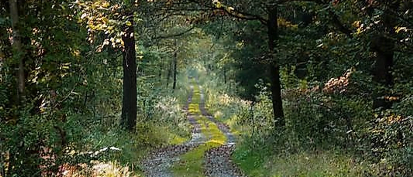 Bremsbahn Hohenseelbachskopf