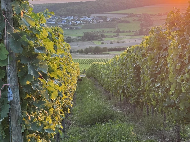 Weingut Alois Kirchen Konz-Oberemmel (02)