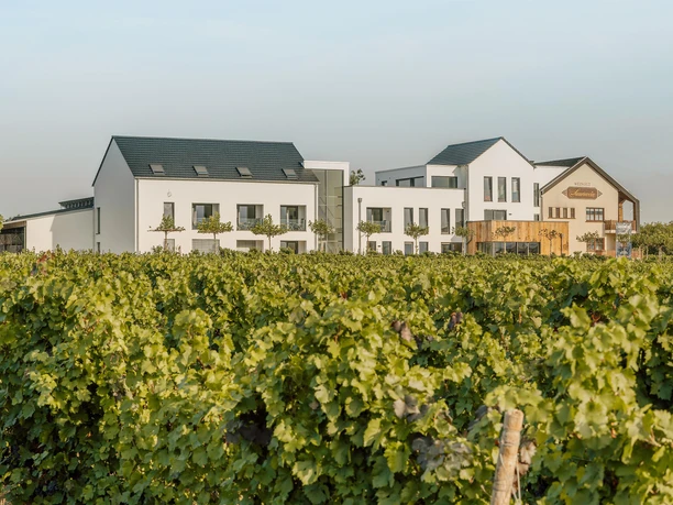 SAUERWEINS Weingut(2)