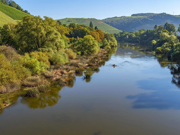 Naturschutzgebiet Wiltinger Saarbogen (2)