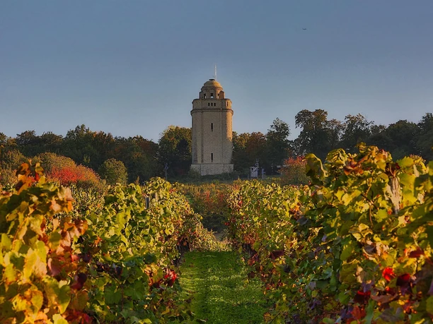 Bismarckturm mit Blick von den Weinbergen
