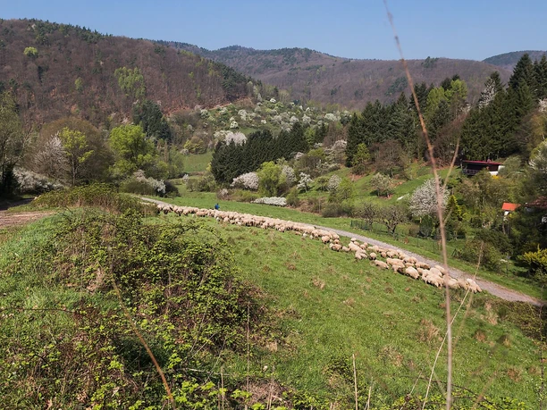 Schafherde im Dernbachtal