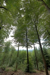 Bäume