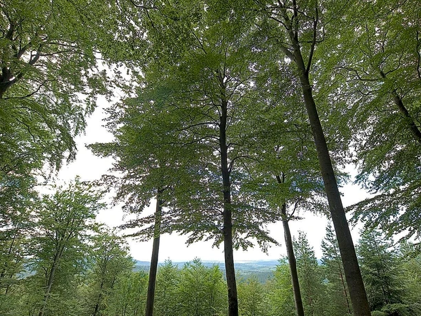 Bäume