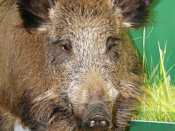 Haus der Jagd Ernzen - Wildschweinmodell