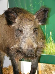 Haus der Jagd Ernzen - Wildschweinmodell