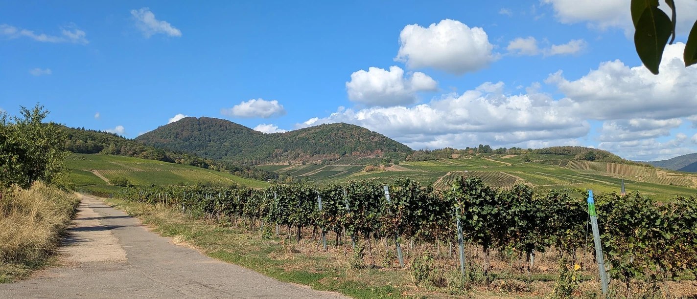 Blick auf die Weinlage Kastanienbusch Blick auf die Weinlage Kastanienbusch