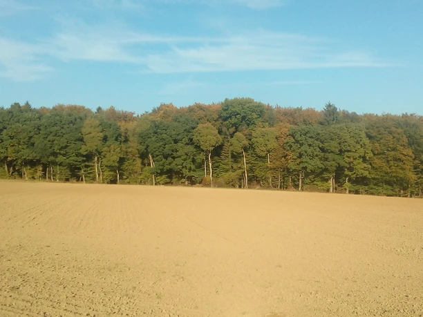 Feld und Wald - Rehweg Altenkirchen