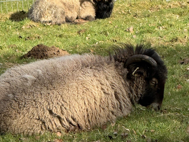 ruhige Tiere auf der Wiese