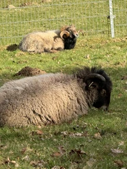 ruhige Tiere auf der Wiese