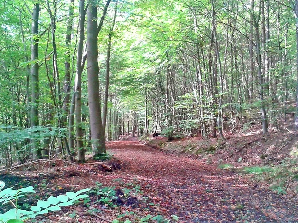 Im Hasenbachtal zwischen Holzhausen an der Haide und Obertiefenbach