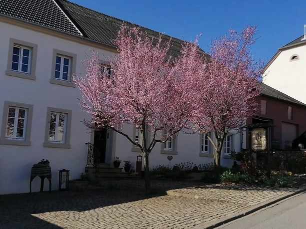 Weingut Peter Greif Tawern-Fellerich (3)