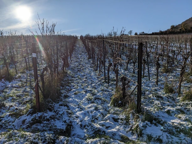 Weinberge im Schnee