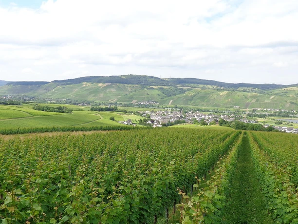 Weinbergswanderung Impression