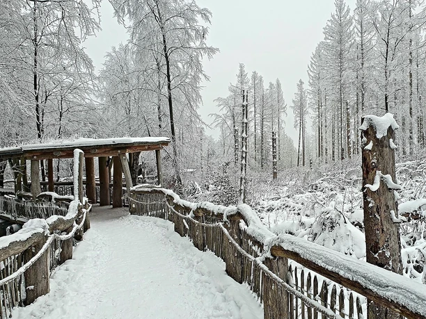 Wilder Weg im Schnee