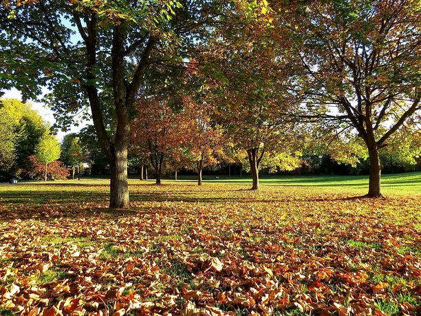 Stadtpark Landschaft