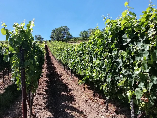 Im Hintergrund die Namensgeber der Weinlage