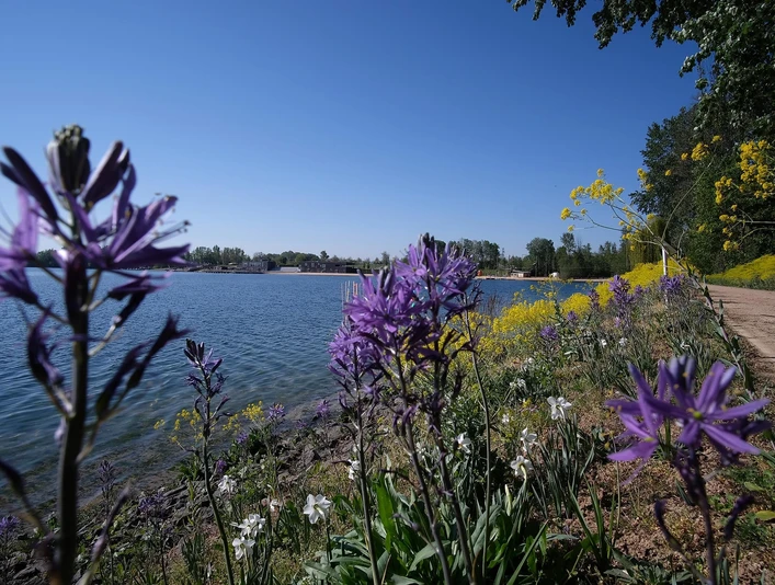 Seepark Zülpich, Blumen am Wasser