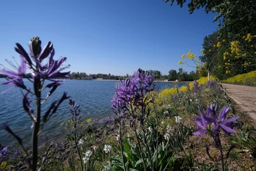 Seepark Zülpich, Blumen am Wasser