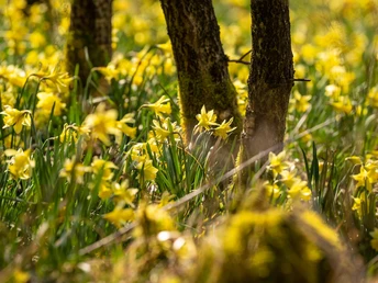 Narzissenblüte am Perlenbachtal
