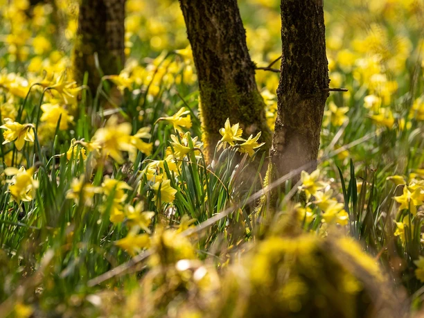 Narzissenblüte am Perlenbachtal