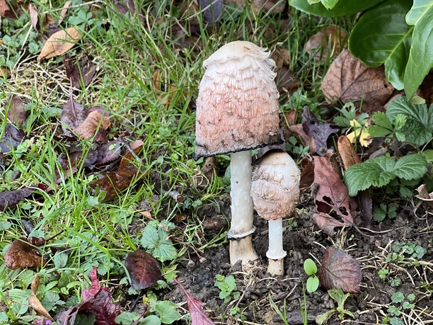 Pilz