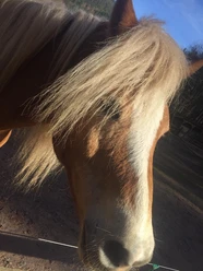 Pferd
