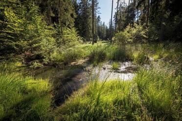Moor auf dem Christenberg im Burgwald