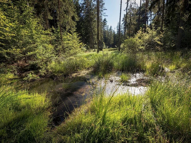 Moor auf dem Christenberg im Burgwald