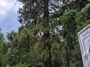 Mammutbäume, Beuren/Hochwald