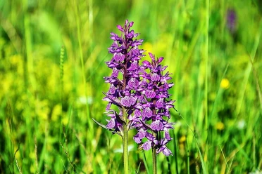 Wilde Orchideen