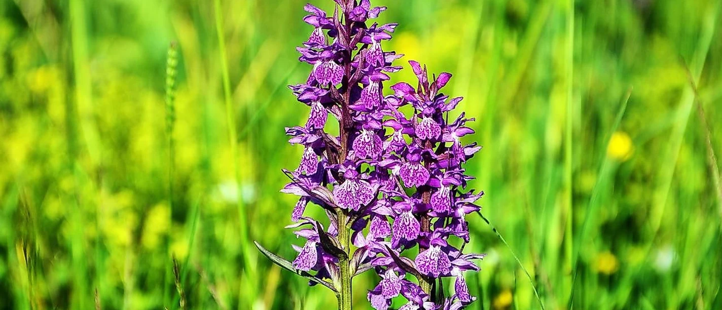 Wilde Orchideen