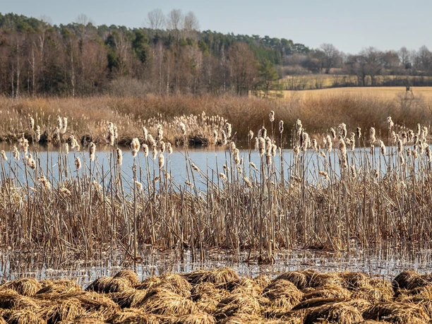 Gräser am Jungferweiher Ulmen