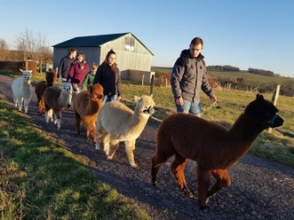 Auf Wanderung mit Alpakas