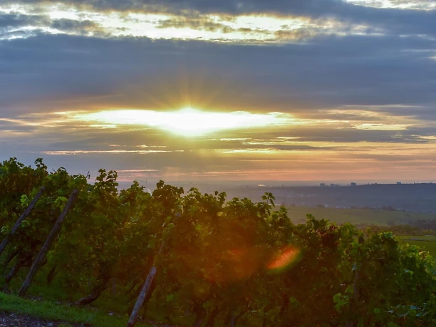 Weinberge Weingut Kurt Bug