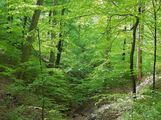Dreisbachtal