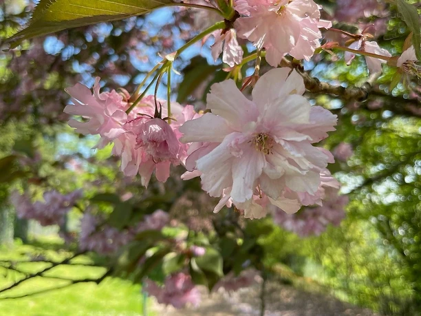 Blüte