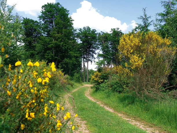 Naturpark Soonwald-Nahe 3