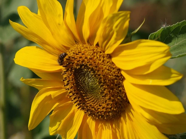 Bienenfutter auf dem Golfplatz