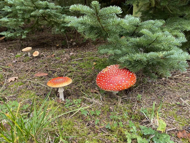 Erleben Sie den Wald!