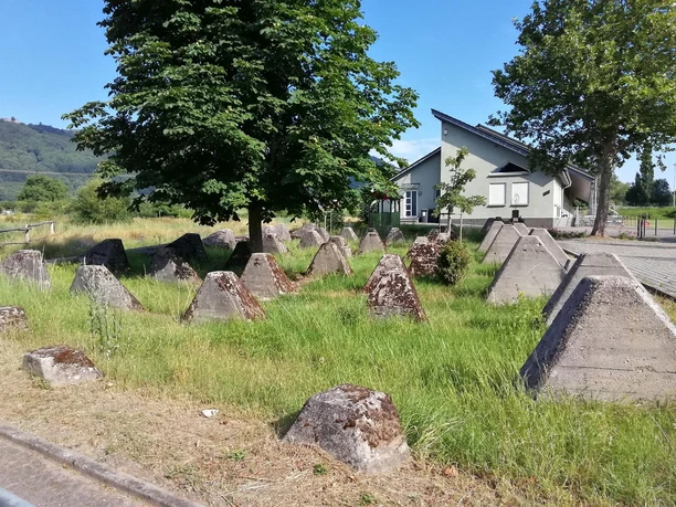 Höckerlinie in Göcklingen