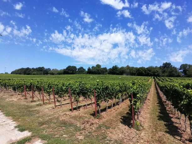 Weinlage Am Herrenpfad