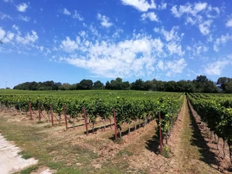 Weinlage Am Herrenpfad