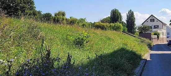 Der Rheindamm