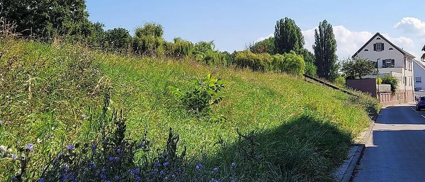 Der Rheindamm