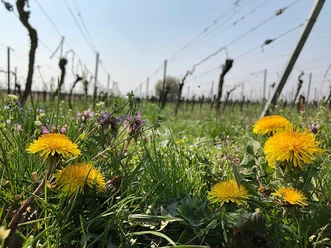 Blumen im Weinberg