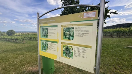 Wein- und Steinlehrpfad Rebsorten