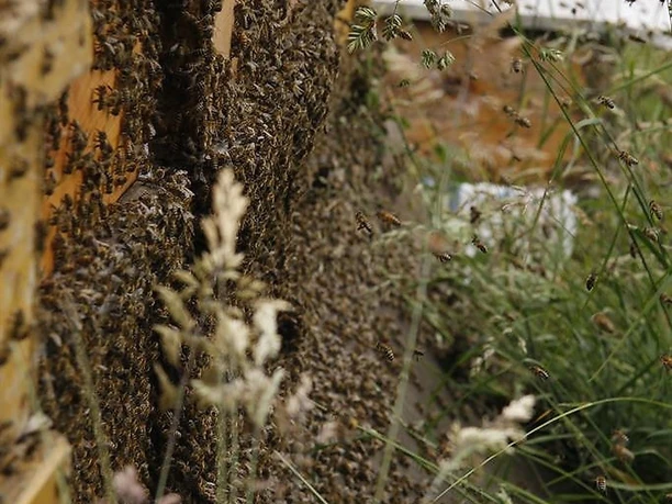 Imkerei Körsten Bienen