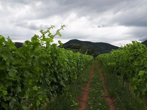 Weingut Bosch begrünte Zeile