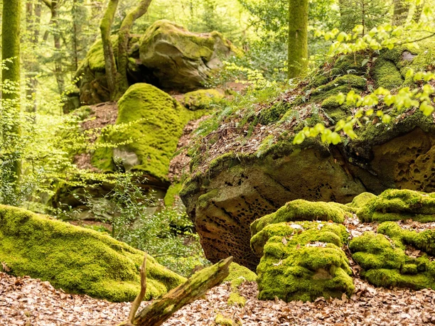 Schönecker Schweiz